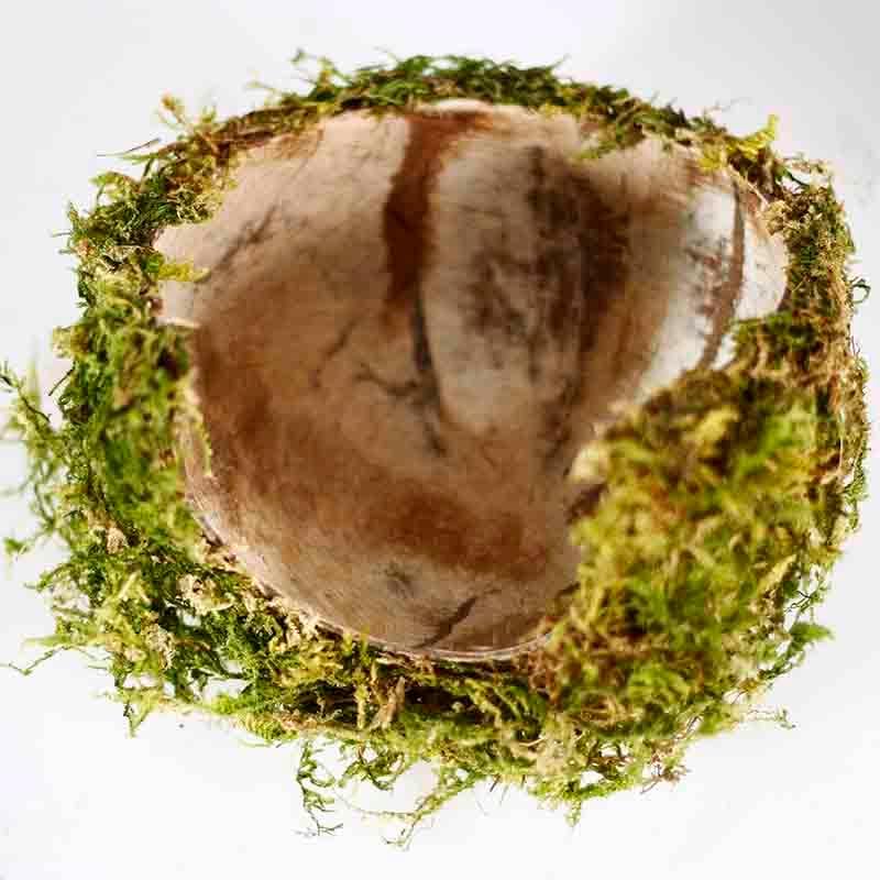 Coconut Hamster Hideout Hamster House Gerbil Cage for Small Animals with a Bundle of Apple Sticks a Carrot (Green)