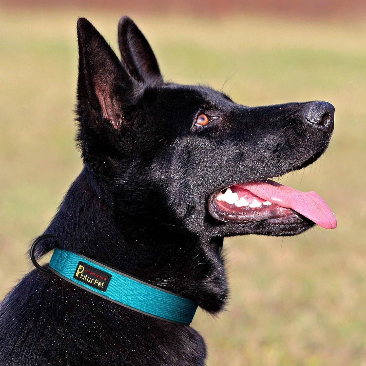 Plutus Pet Tactical Dog Collar, Reflective, Adjustable Heavy Duty Dog Collar, Soft Padded and Comfortable, for Small Medium and Large Dogs (Cyan, L)
