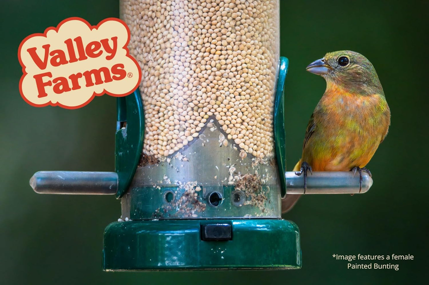 Valley Farms White Millet Wild Bird Seed (20 LB) for Outside feeders, White proso Millet, Bird Watcher Secret Wild Bird Food