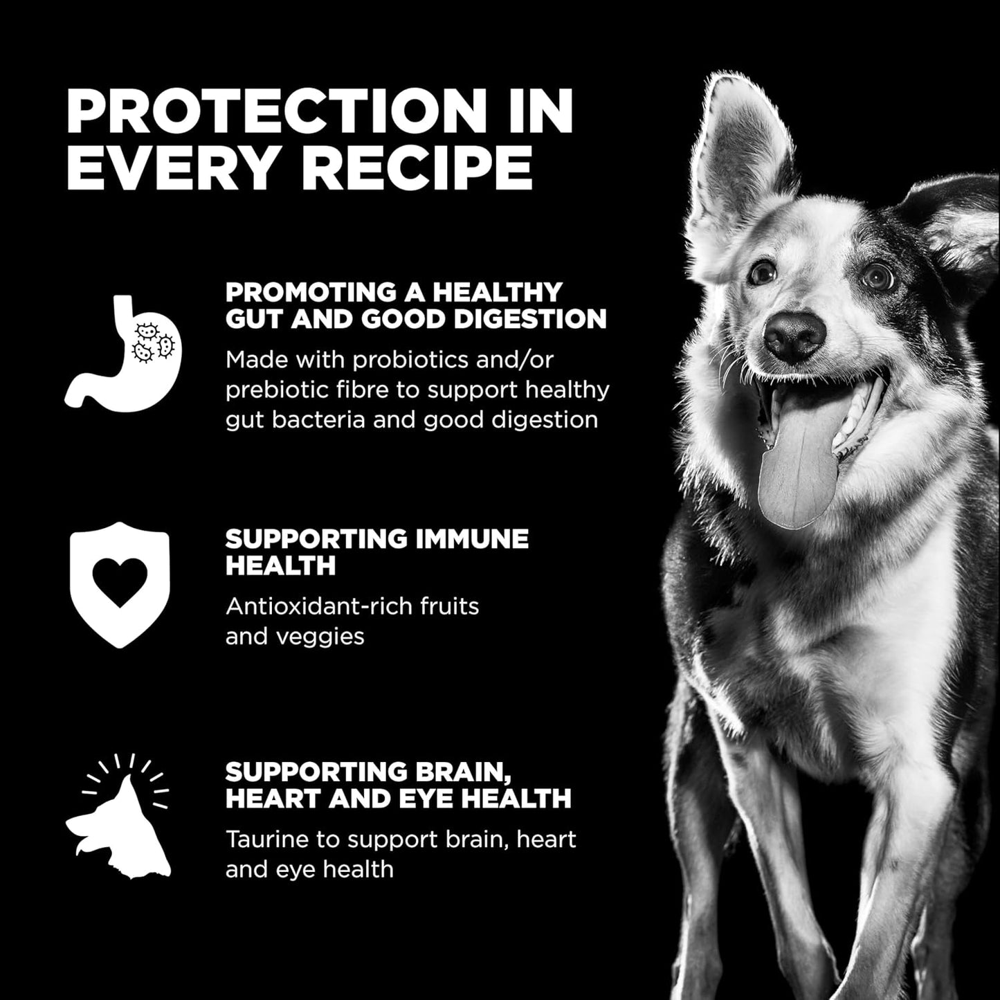 Go! Solutions Sensitivities Limited Ingredients, Grain-Free Dry Dog Food, Lamb Recipe for Sensitive Stomach, 22 lb Bag