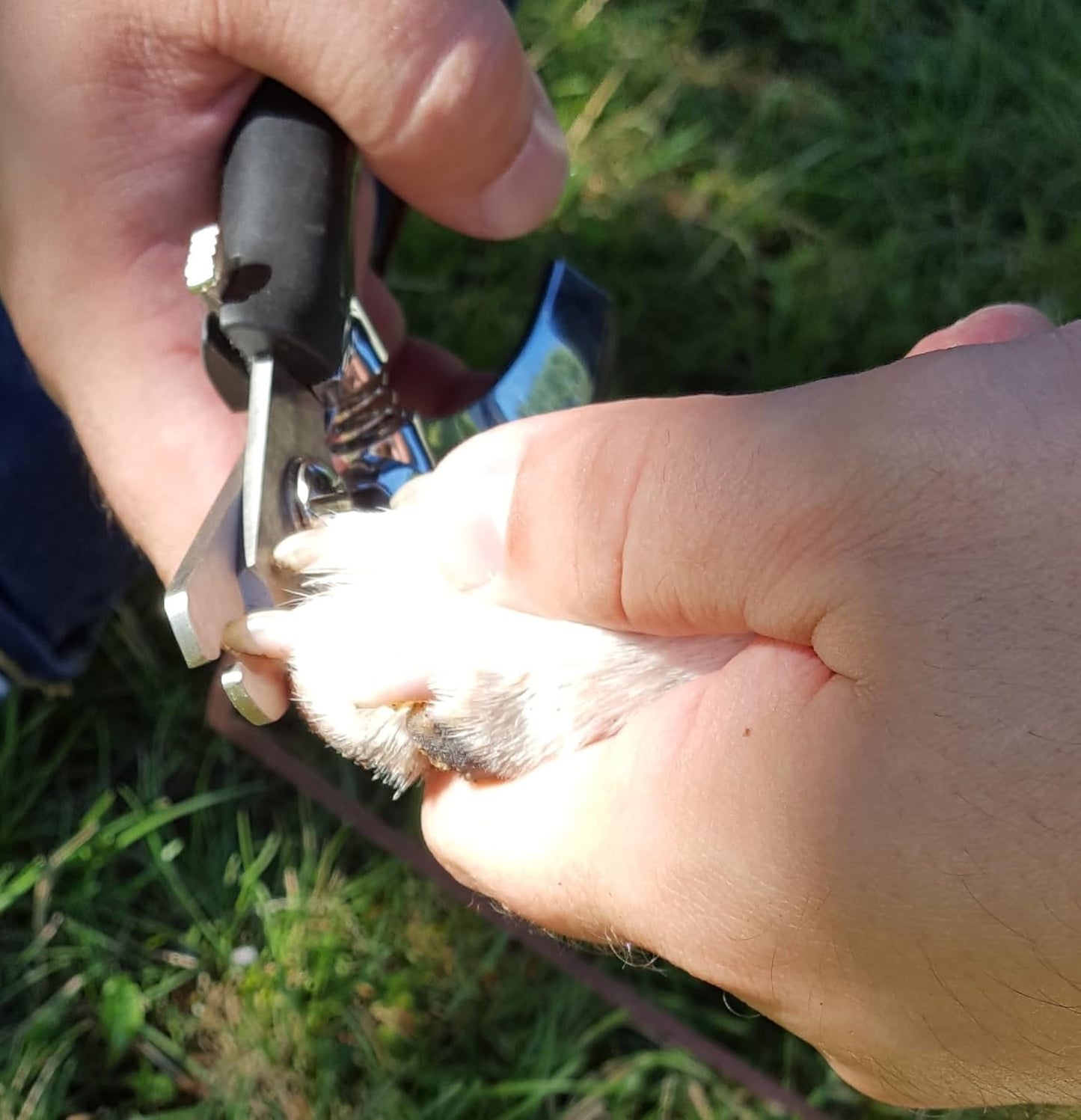 Resco Professional Dog Nail Trimmer, Surgical Steel