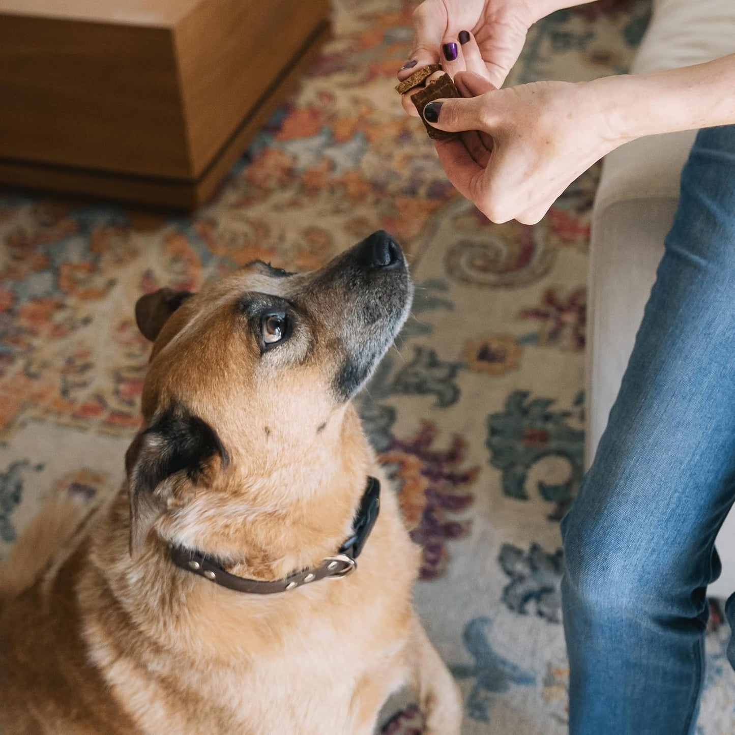 Bundle x Joy Superfood Dog Treats Salmon, Chicken or Beef Jerky Bars - Dog Treats for Snacks and Training – Made in USA - No Corn, Wheat or Soy – Poultry Free (5 Ounces, Chicken)