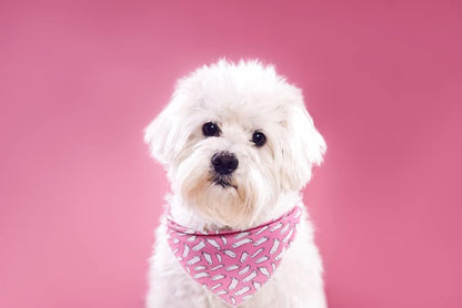 Lionet Paws Halloween Dog Bandana for Small Medium Large Dogs, Cat Dogs Kerchief Triangle Bibs Scarf for Girl or Boy