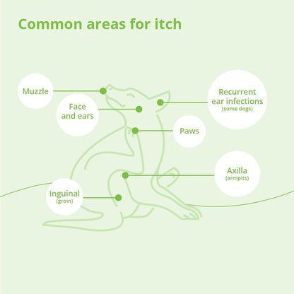DermAllay Oatmeal Shampoo, 12 Ounce