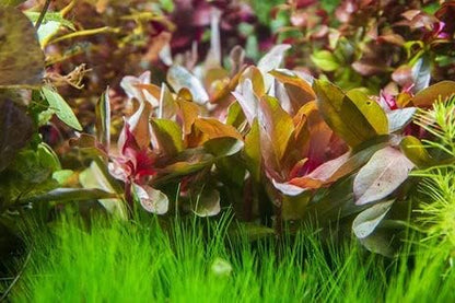 SubstrateSource Hydrocotyle leucocephala Brazilian Pennywort Live Aquatic Aquarium Plant