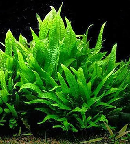 Potted Microsorum Plants - Java Fern | Live Freshwater Aquatic Plants for Aquariums and Terrariums - Low Light, Low Maintenance Plants. (Potted Microsorum Broad, 5 Pack)