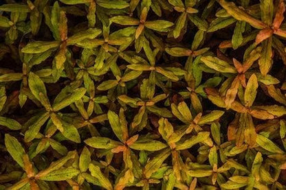 SubstrateSource Live Aquarium Red Stem Plants - Freshwater Aquatic Plant for Fish Tanks, Aquascaping - (Cabomba Piauhyensis Red, 1 Bunch)