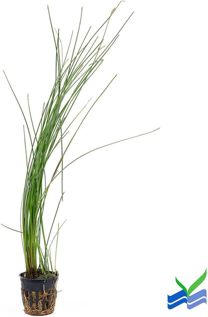 Aquarium Plants Discounts Potted Tall Hairgrass by AquaLeaf Aquatics - Easy Aquatic Live Plant- (Potted Tall Hairgrass, 3 Pack)