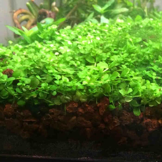 Foreground Potted Live Aquarium Plants | Freshwater Aquatic Plants for Aquariums (Potted Monte Carlo, 5 Pack)