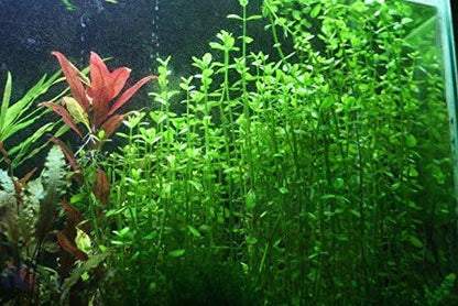 Potted Live Aquarium Plants | Freshwater Aquatic Plants for Aquariums (Moneywort, 3 Pack)