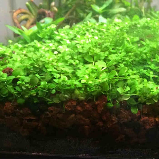 Foreground Potted Live Aquarium Plants | Freshwater Aquatic Plants for Aquariums (Potted Monte Carlo)
