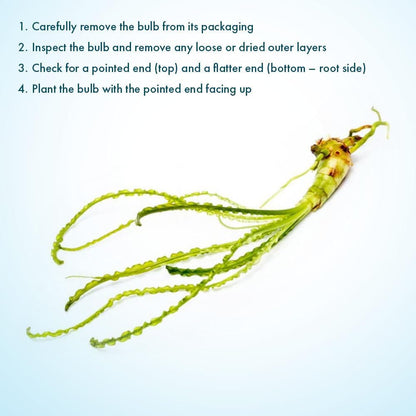 SubstrateSource Crinum Calamistratum Live Aquarium Plant – African Onion Plant, Slow-Growing Freshwater Aquatic w/Curly Green Leaves for Planted Tanks, Background or Midground Tank Placement - Bulb