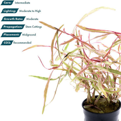 SubstrateSource Live Plants – Chai Hygrophila (Hygrophila lancea 'Chai') – Medium to High Light, Pink and Reddish Accent Aquatic Plant, Midground Placement – Stem Growth – Pot – 1 Pack