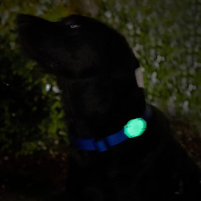 Elevation Lab AirTag Dog Collar Holder - TagVault - IP68 Waterproof, Doesn't Dangle, Fits All Width Collars Glow in The Dark (2 Pack)