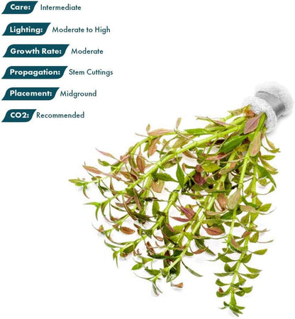 SubstrateSource Live Plants – Mini Rice Paddy Herb (Limnophila aromatica) – Medium to High Light, Green to Reddish-Purple, Midground Accent – Lead Bunch, 1 Pack