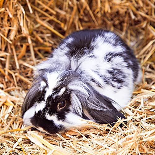 Blue Mountain Hay | Fresh Timothy Hay (15 Ounce) | Great for All Ages | High-Altitude Hay Pet Food for Rabbits, Guinea Pigs, Chinchillas, Hamsters, and Other Small Pets