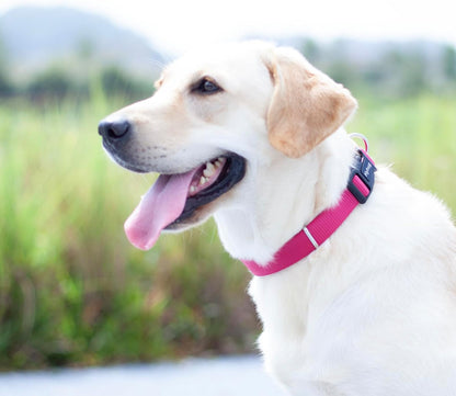 Hyhug Pets Solid Color Classic Regular Heavy Duty Basic Collar for Medium Dogs, Unique Design Adjustment Triglide Slide (Buckle) Can Attached Name Tag Accessories. (Medium, Rose Red)