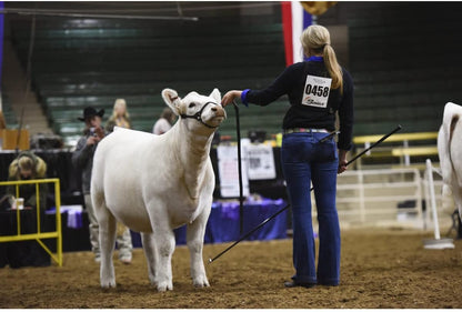 Weaver Livestock Leather Magic Show Cattle Halter, Adjustable, Modern Style Cow Calf Halter, Livestock Handling Equipment for Showing, Black