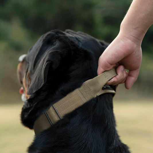 TSPRO Premium Dog Collars Tactical Dog Collar with Handle and Heavy Duty Quick-Release Metal Buckle Durable Thick and Adjustable for Medium to Large Dogs (Cyan Gradient M)