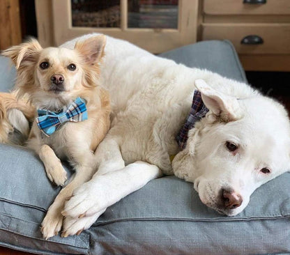 Lionet Paws Boy Dog Collar with Bowtie, Comfortable Adjustable Cute Blue Plaid Bow Tie Collar for Male Dogs Gift, Medium, Neck 13.5-22 inches