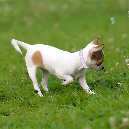 Rhinestone Dog Collar for Small Dogs, Bling Diamond Fancy Crystal Glitter Pretty Jewel Pet Puppy Collars for XXS XS Small Medium Large Breed Girl Dogs Female Cats Kitten, Purple XXL
