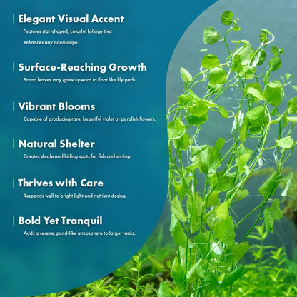 SubstrateSource Live Plant - Tall Grass, Vallisneria Torta - Easy Care, Moderate to High Light, Bright Green Accent, Freshwater Aquatic Plant for Aquascaping - Lead Bunch