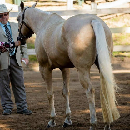 Horse Tail Extensions with Braided Horsehair Loop, Blunt Cut Bottom, 28-30 inches Long and 3/8 lb Weight