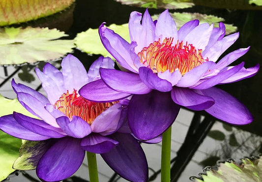 30 PCS Bowl Lotus Seeds Bonsai Lotus Seeds for Planting Water Lily Pink Purple Red Flower Aquatic Plants Seed Pond Plants Non GMO Home Garden Flowering