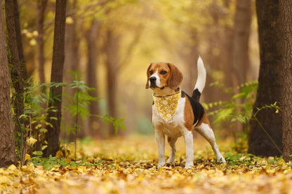 Lionet Paws Flower Dog Bandana,Fabric Yellow Dogs Kerchief for Small Medium Dogs,Dog Cotton Triangle Bibs Scarf for Girl Boy