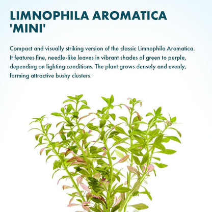 SubstrateSource Live Plants – Mini Rice Paddy Herb (Limnophila aromatica) – Medium to High Light, Green to Reddish-Purple, Midground Accent – Lead Bunch, 1 Pack