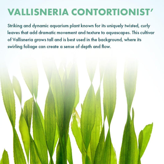 SubstrateSource Live Plant - Tall Grass, Corkscrew Vallisneria - Easy Care, Moderate to High Light, Bright Green Accent, Freshwater Aquatic Plant for Aquascaping - Lead Bunch