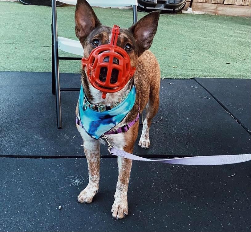 Mayerzon Dog Muzzle, Breathable Basket Muzzles for Small, Medium, Large and X-Large Aggressive Dogs Beagle German Shepherd Doberman, Cage Mouth Guard Stop Biting Chewing for Grooming Training