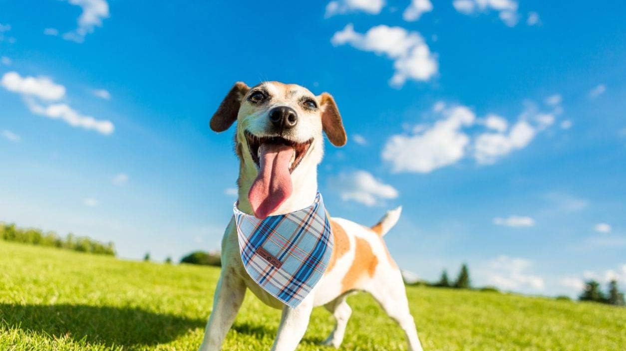 Lionet Paws Dog Bandana for Small Medium Large Dogs, Cat Kerchief Blue Plaid, Triangle Bibs Scarf for Girl or Boy