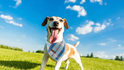 Lionet Paws Dog Bandana for Small Medium Large Dogs, Cat Kerchief Blue Plaid, Triangle Bibs Scarf for Girl or Boy