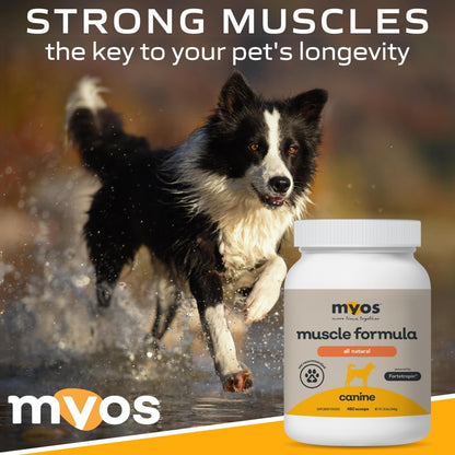 MYOS Canine Muscle Formula - All-Natural Muscle Building Supplement - Helps Reduce Muscle Loss in Aging Dogs and Improve Recovery from Injury or Surgery