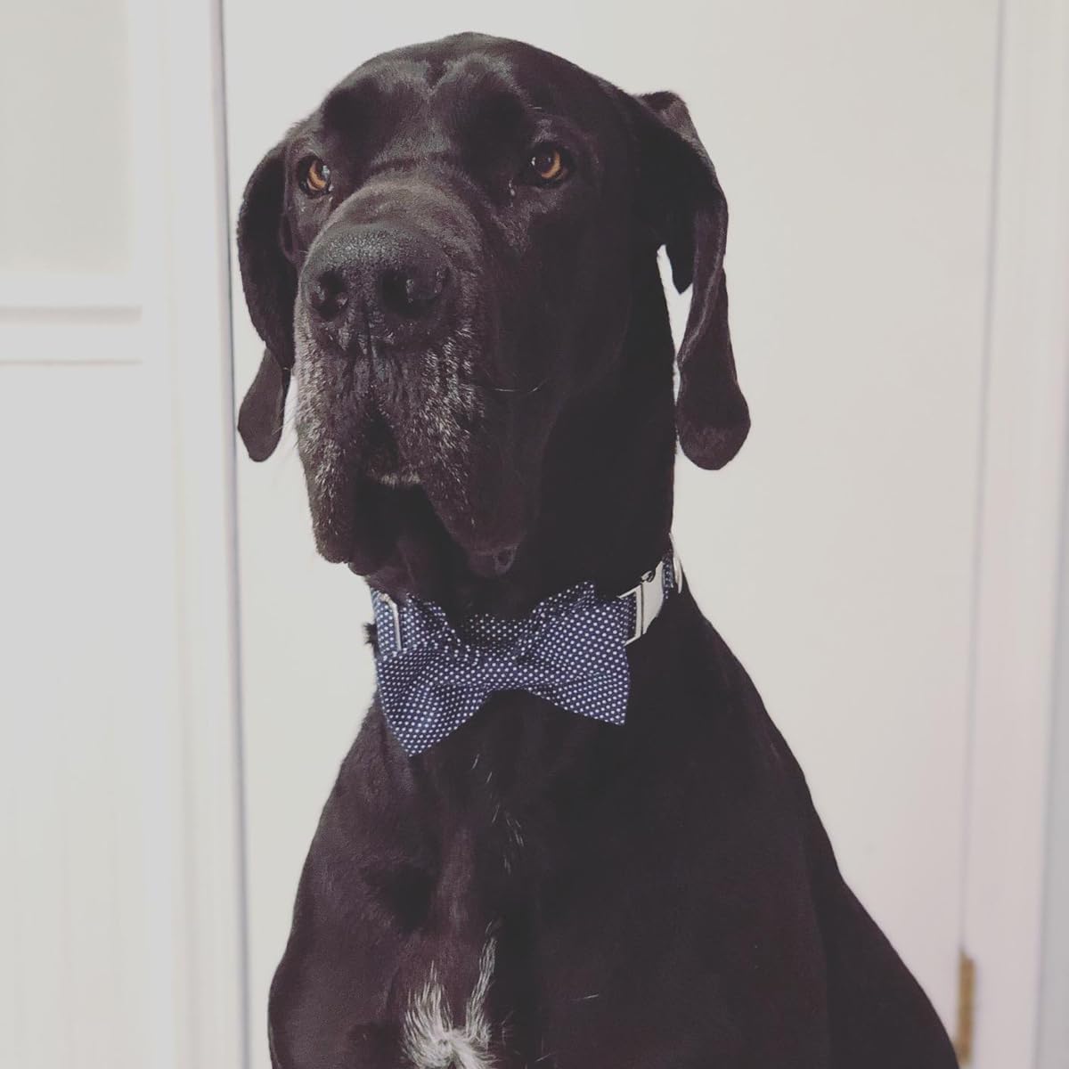 Lionet Paws Boy Dog Collar with Bowtie, Comfortable Adjustable Cute Navy Blue Bow Tie Collar for Male Puppies and Cats Gift, XXS, Neck 7-11 inches