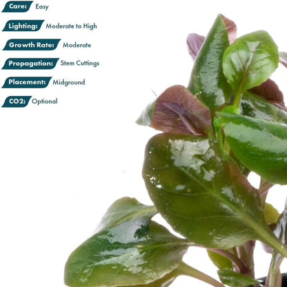 SubstrateSource Live Plants - Cardinal Flower (Lobelia cardinalis) - Moderate to High Light Aquarium Display, Bright Green Accent, Midground Placement for Aquascaping, Stem Aquatic Plant - Pot