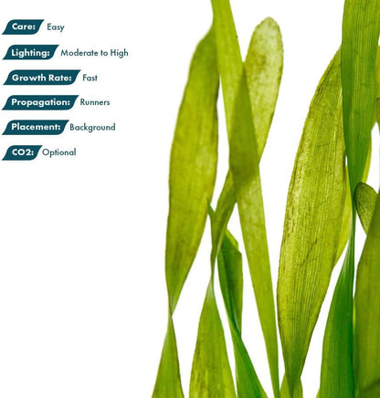SubstrateSource Live Plant - Tall Grass, Vallisneria Torta - Easy Care, Moderate to High Light, Bright Green Accent, Freshwater Aquatic Plant for Aquascaping - Lead Bunch