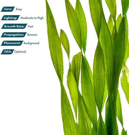 SubstrateSource Live Plant - Tall Grass, Corkscrew Vallisneria - Easy Care, Moderate to High Light, Bright Green Accent, Freshwater Aquatic Plant for Aquascaping - Lead Bunch