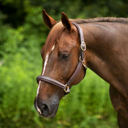 Joseph Sterling Comfort Crown Leather Halter for Horses | Memory Foam Interior for Comfort | Anatomical Design Radiant Chocolate Color with Fancy Stitch Design