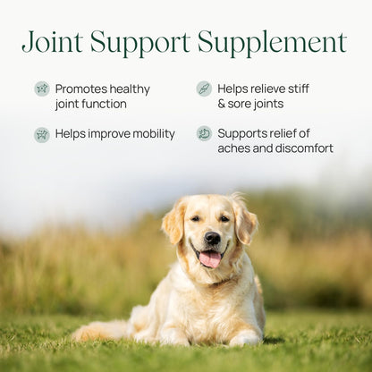 pawTree Joint & Hip Support Supplement for Dogs & Cats with Glucosamine, Chondroitin, MSM, Tumeric & Green Lipped Mussels - Vitamins & Health Essentials - All-Natural Mobility Soft Chews