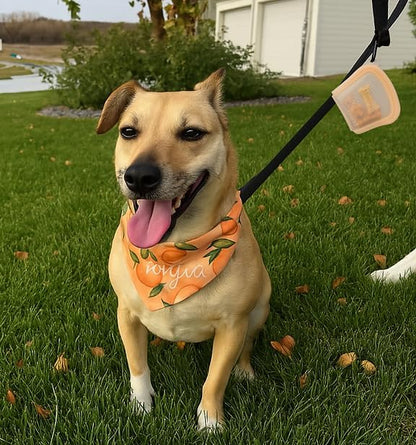 MODERN-X SnapPack Dog Treat Bag, 3-Pack Reusable Silicone Bags, Dog Treat Pouches, for Cats, Dish Washer Safe, Leakproof, Microwave & Freezer Safe, BPA-Free, Plastic Free Silicone, Multi-Color Trio