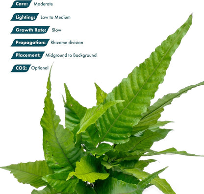 SubstrateSource Live Plants - El Niño Fern (Bolbitis heteroclita) - Midground to Background Epiphytic Rhizome for Low to Medium Light Aquascapes - Dark Green, Slow-Growing Accent - Pot