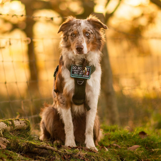 rabbitgoo Dog Harness Small Sized No Pull, Tactical Service Pet Vest with Molle and Control Handle, Adjustable and Reflective Military Harness for Easy Walking and Training, Black, S