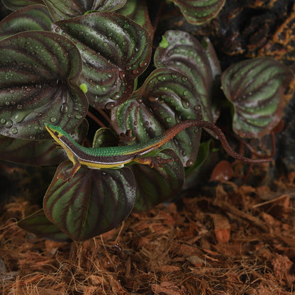 IBWell Fake Reptile Plants for Terrarium, Turtle Tank Decor with Suction Cup