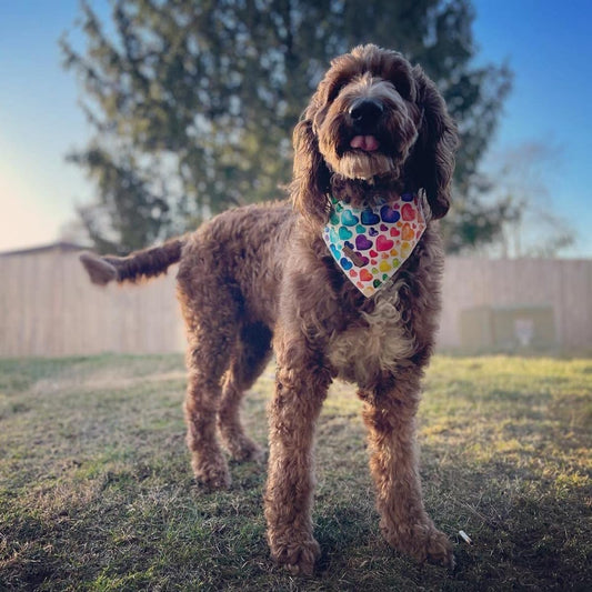 Lionet Paws Valentine's Dog Bandana,Fabric Love Dogs Kerchief for Small Medium Dogs,Dog Triangle Cotton Scarf for Girl Boy