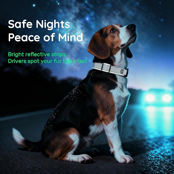 WhoseID Premium AirTag Dog Collar - Waterproof Medium Air Tag Dogs Collar | Magnetic Buckle Heavy Duty Collar | Reflective Dog Collar with AirTag Holder