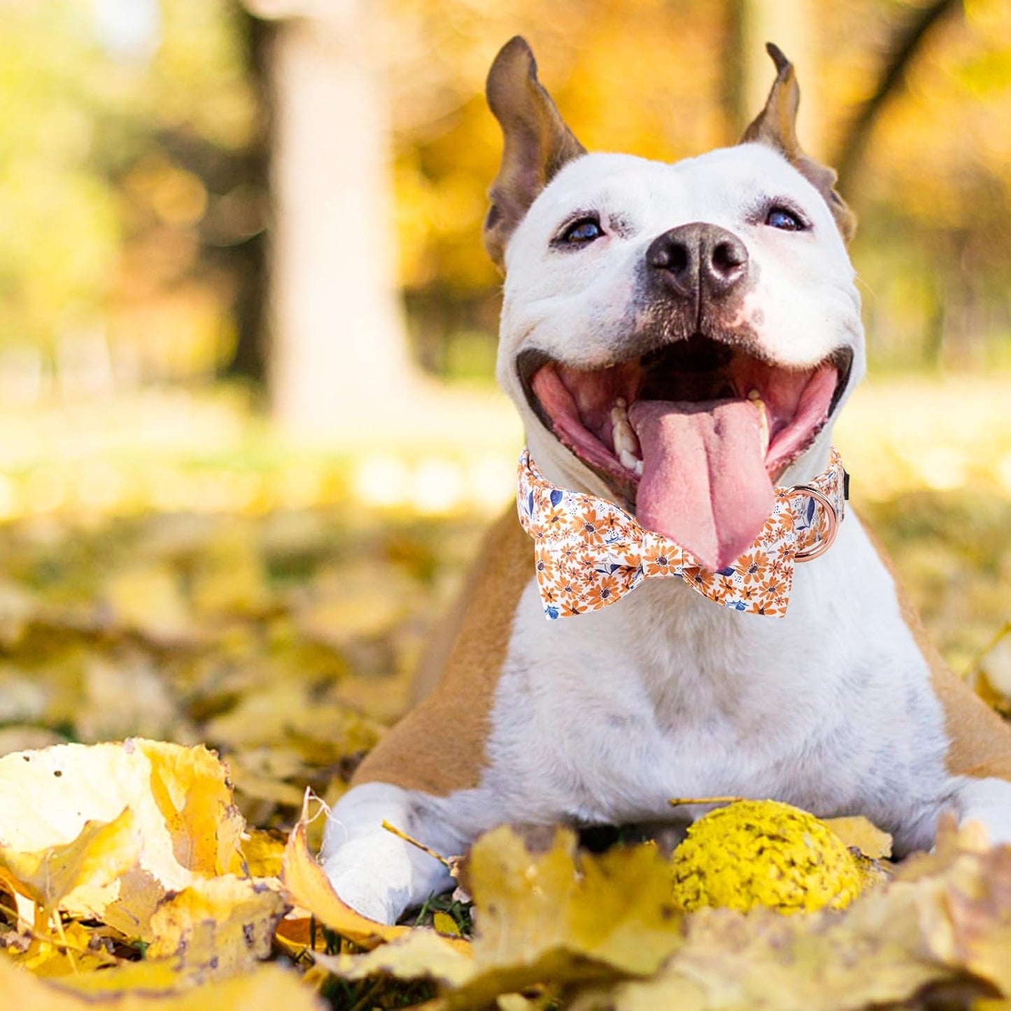 Unique Style Paws Autumn Leaf Collar with Bow Blue Leaf Flower Cotton Dog Collars for Small Medium Large Dogs