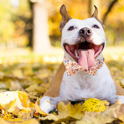 Unique Style Paws Autumn Leaf Collar with Bow Blue Leaf Flower Cotton Dog Collars for Small Medium Large Dogs
