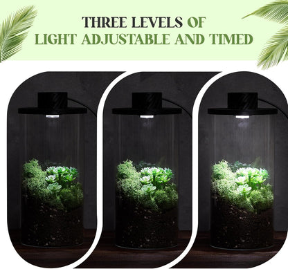 Maxdot Glass Plant Terrarium Kit with Light for Succulent, Moss, Miniature Gardening Landscape, Betta Fish Tank, Office Home Decoration, Plant Lovers Gifts (7.9 x 3.9 Inch)